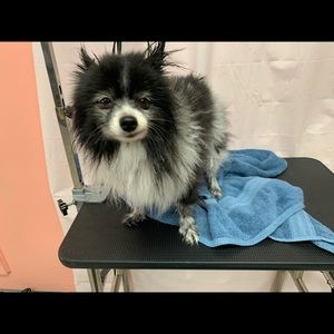 Meet your Posher, Johnice